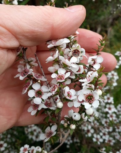 Leptospermum scoparium