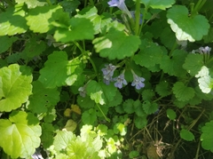 Glechoma hederacea