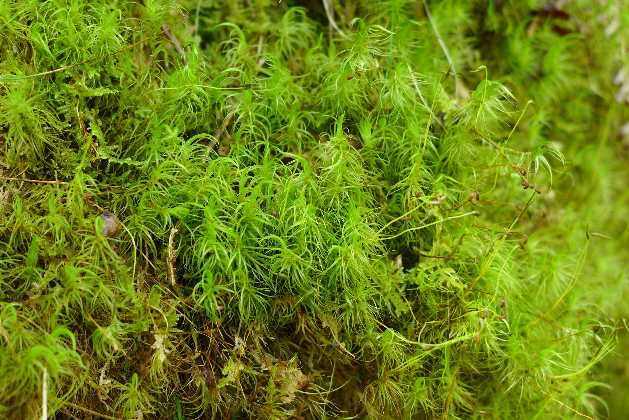 Dicranaceae