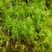 Dicranaceae - Photo (c) scott.zona,  זכויות יוצרים חלקיות (CC BY-NC)