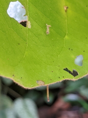Thyas coronata
