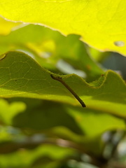Thyas coronata