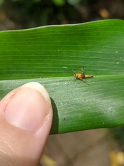 Aeoloscelis chrysophoenicea