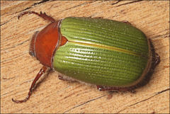 Xylonichus piliger