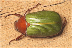Xylonichus piliger