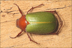 Xylonichus piliger