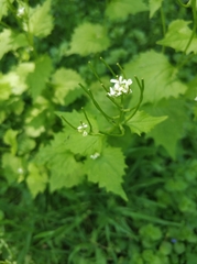 Alliaria petiolata
