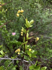 Berberis fendleri
