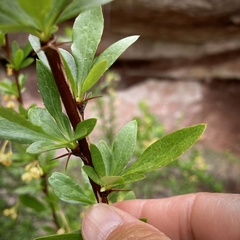 Berberis fendleri