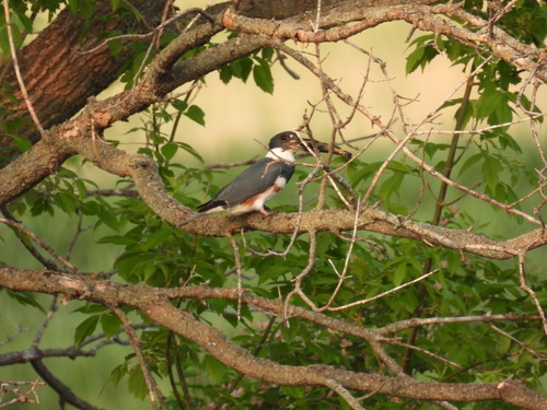 Belted Kingfisher photographed in South Dakota