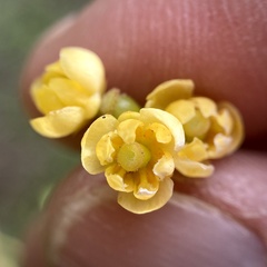 Berberis fendleri