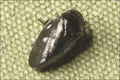 Cercopicesa tasmaniae