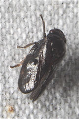 Cercopicesa tasmaniae