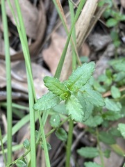 Gonocarpus teucrioides
