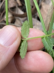 Gonocarpus teucrioides
