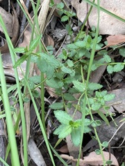 Gonocarpus teucrioides