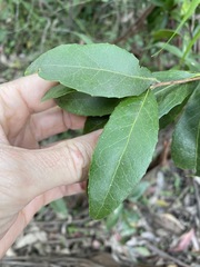 Denhamia celastroides