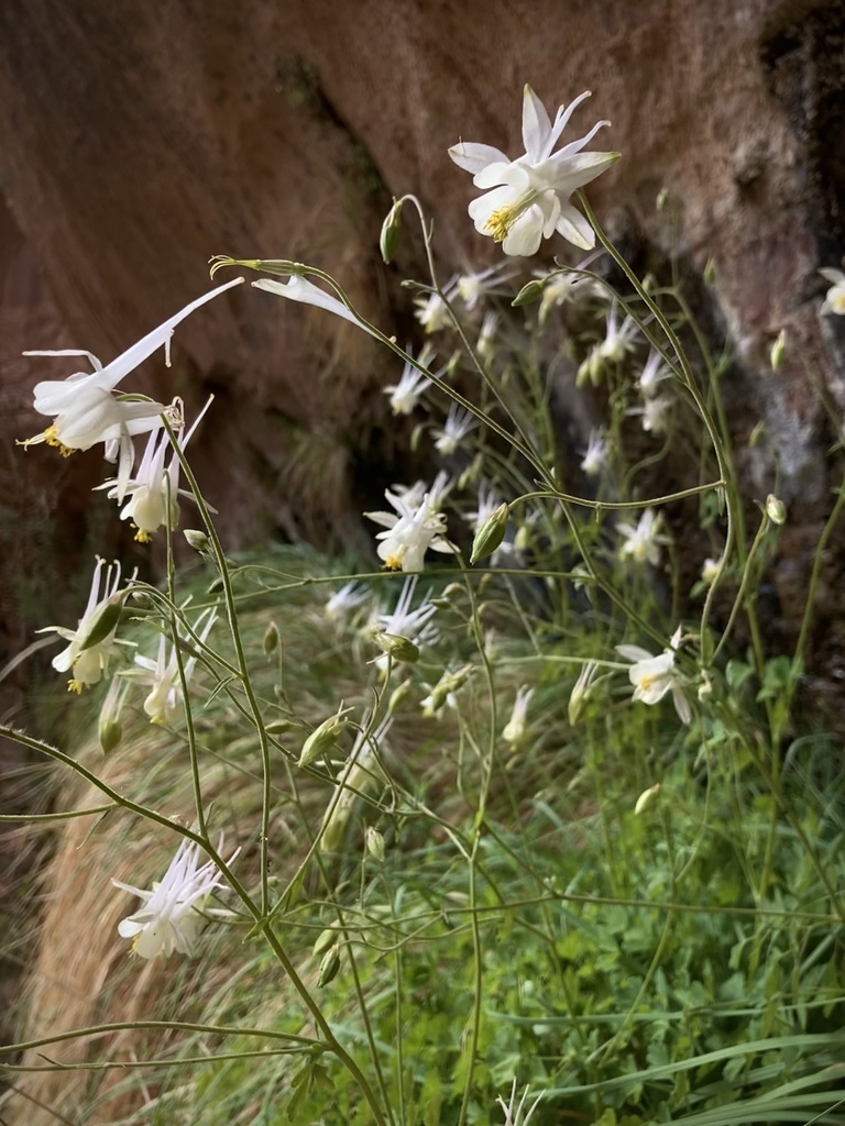 alcove columbine