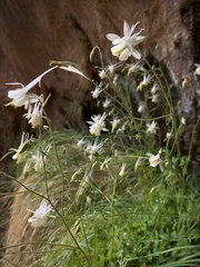 Aquilegia micrantha