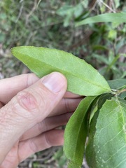 Denhamia celastroides
