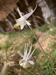 Aquilegia micrantha