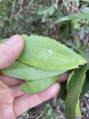 Denhamia celastroides