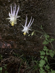 Aquilegia micrantha
