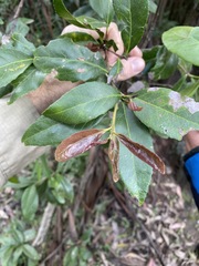 Denhamia celastroides