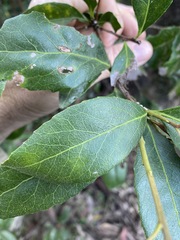 Denhamia celastroides