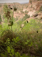 Aquilegia micrantha
