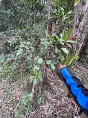 Denhamia celastroides