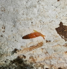 Gulella bicolor
