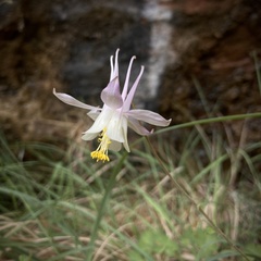 Aquilegia micrantha