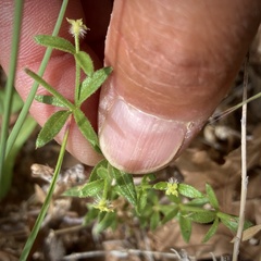 Galium coloradoense