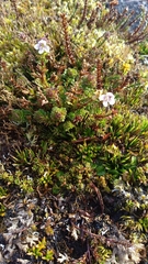 Euphrasia striata