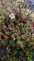 Euphrasia striata