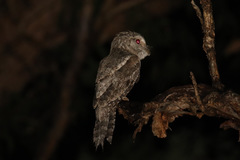 Podargus papuensis