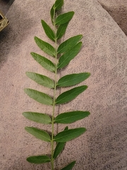 Gleditsia triacanthos inermis