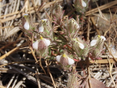 Cordylanthus nidularius