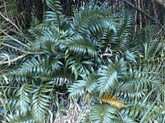 Asplenium scleroprium
