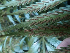Asplenium scleroprium