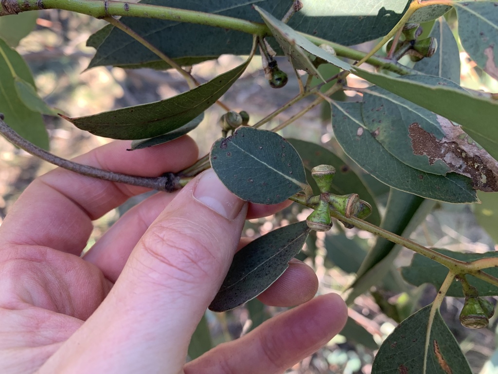 Mealy Stringybark from Gisborne, VIC, AU on May 22, 2021 at 03:26 PM by ...