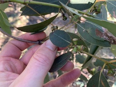 Eucalyptus cephalocarpa