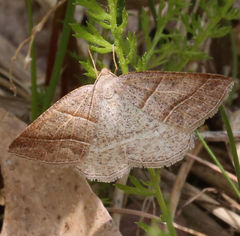 Petrophora subaequaria