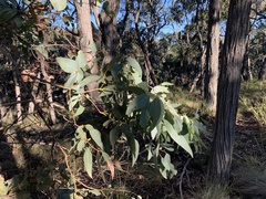 Eucalyptus cephalocarpa