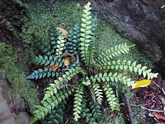 Blechnum blechnoides
