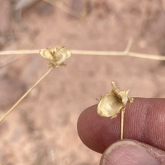 Frasera paniculata