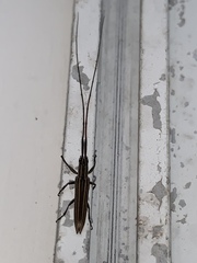 Hippopsis lemniscata