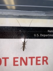 Hippopsis lemniscata