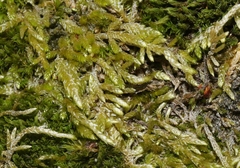 Homalothecium arenarium